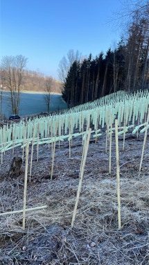 Wuchshüllen in der Natur