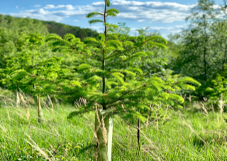Baum aus Wuchshülle