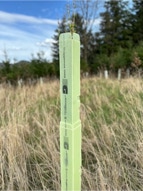 Die Wuchshülle SG in gefalteter Ausführung in der Natur