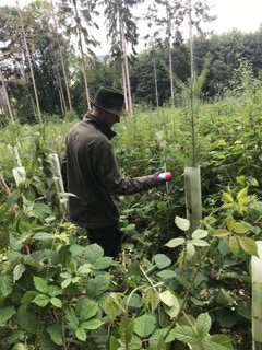 Markierung der Pflanze