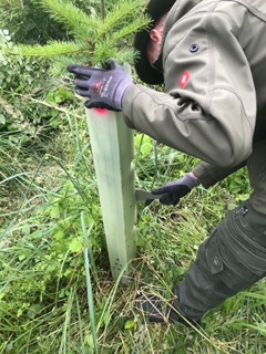 Öffnung der Wuchshülle